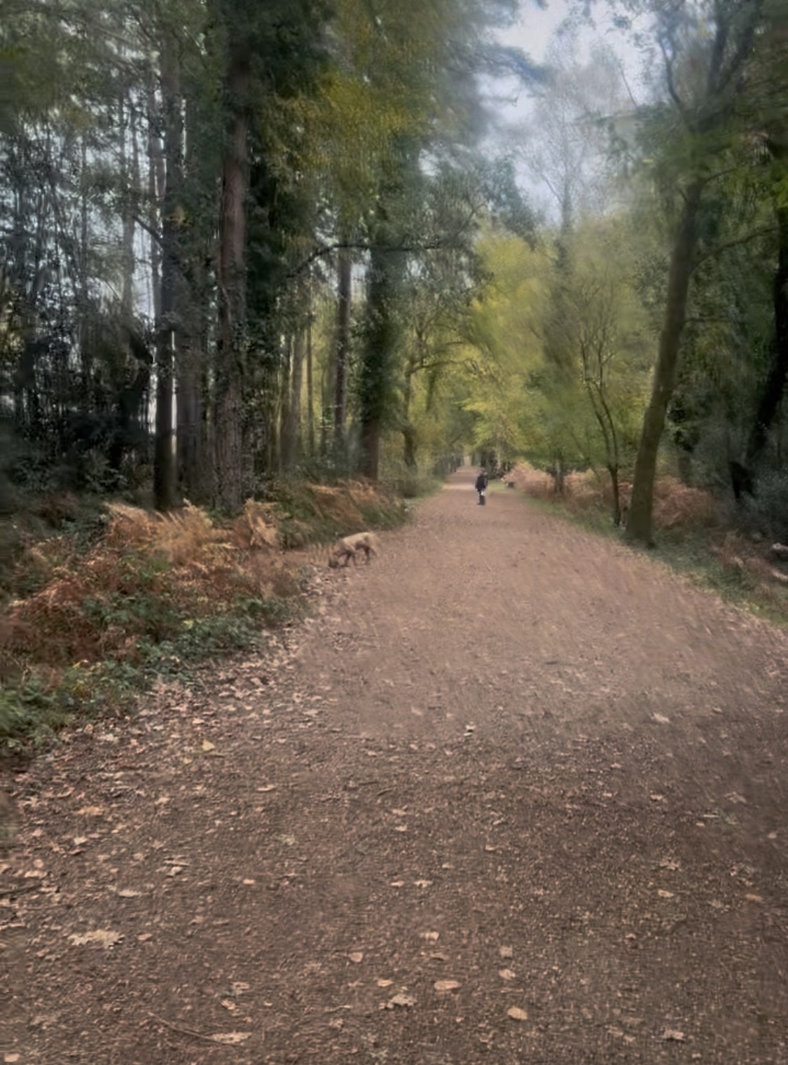 Wide autumn woodland path lined with tall trees and golden bracken